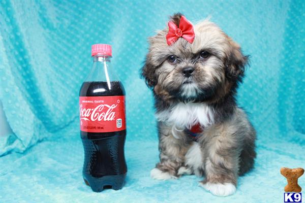lvpuppyheaven Picture 2